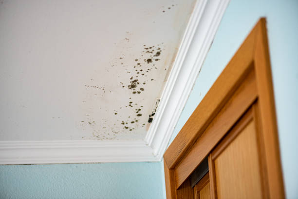 Best Certified Mold Removal  in Greenwood, MO
