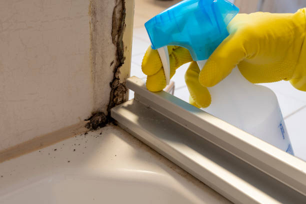 Best Black Mold Removal  in Greenwood, MO