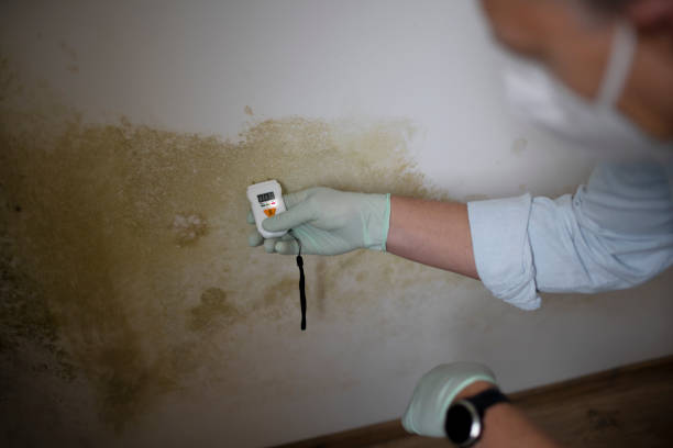 Best Commercial Mold Removal  in Greenwood, MO