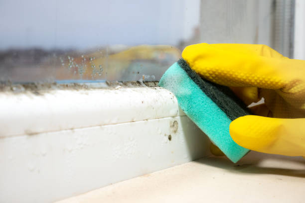 Best Mold Cleaning Services  in Greenwood, MO