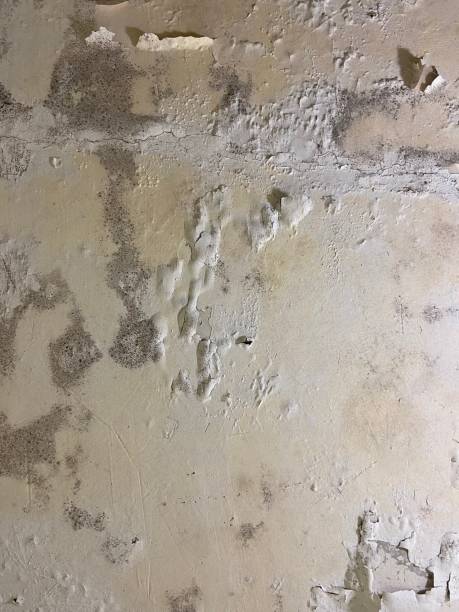 Mold Removal and Inspection in Greenwood, MO