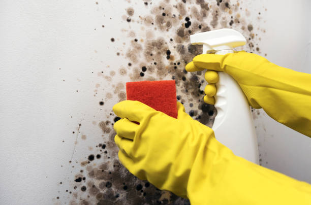 Crawl Space Mold Removal in Greenwood, MO