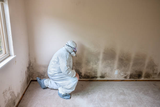 Best Toxic Mold Removal  in Greenwood, MO