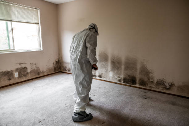 Best Mold Removal and Inspection  in Greenwood, MO