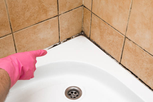 Best Local Mold Removal Service  in Greenwood, MO